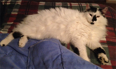 Home visits for cat - Snowball outside cat